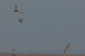 Horned Lark 2016-02-13_6